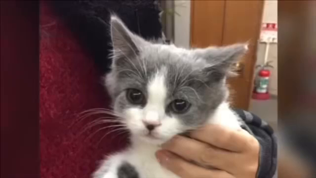 ハチ6歳の記事動画