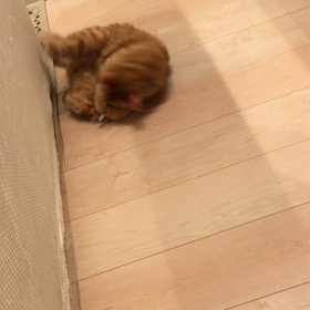 新しいオモチャの画像