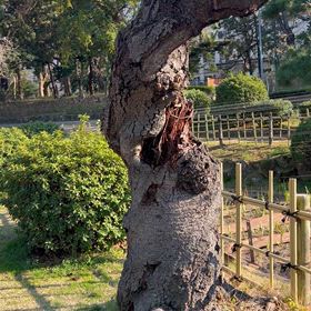 老木の桜の画像