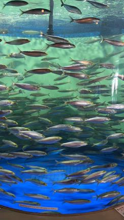 しながわ水族館で、イルカショーやら真珠取り出し体験やら！の記事動画