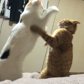 ニャンコバトルと治療的な事。の画像
