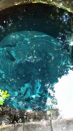 （つづき）柿田川の湧水観てきました〜！の記事動画