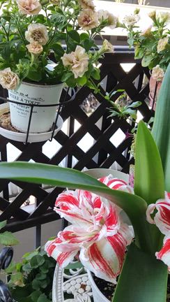 MY　LITTLE　GARDENの記事動画