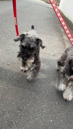 新しい巣箱の記事動画