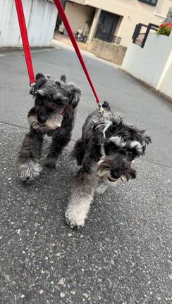 タイムとBJ写真納めとバラの今の記事動画