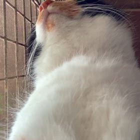 春にゃの画像