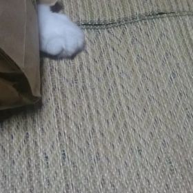 今日の遊びの画像