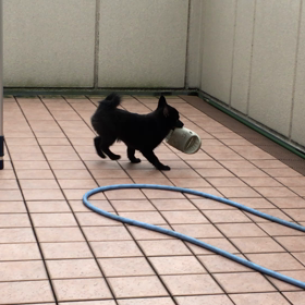 レイの好きな事の画像