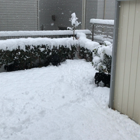 雪の中の画像