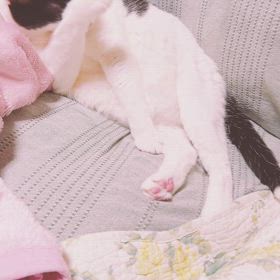 にゃんこにゃんこ。　小休止。の画像