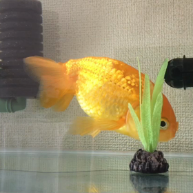 サリーズカフェライブの画像