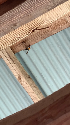 危険、夏の害虫　^_^の記事動画