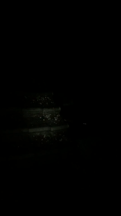 夜中のあられ。>_<の記事動画