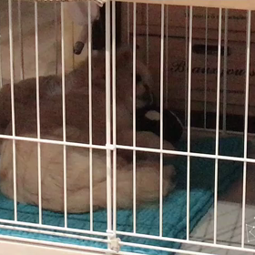 犬もいびきかくの！？ の画像