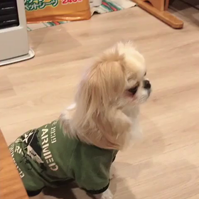 あんまり吠えないのに反応した。笑  〜動画〜の画像