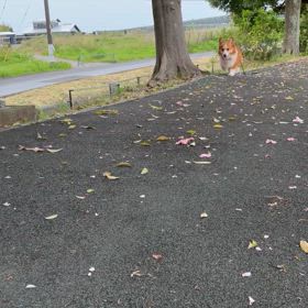 ゴンの画像