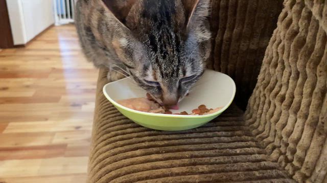 さくらさんが風邪？の記事動画