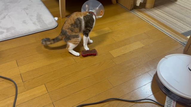 ねこのきもち5月号＋ペットカメラ(5連勤5日目)の記事動画