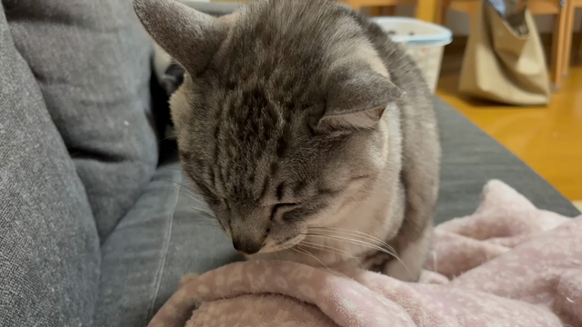 フウ"(ﾉ*>∀<)ﾉの記事動画