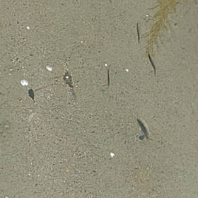 キレイでしょう？の画像