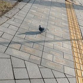 かぜよきの画像