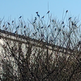 な～ん羽だ(笑)の画像