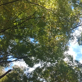 葉っぱのの画像