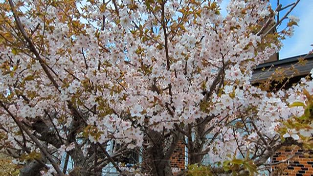 昨日は母の日の記事動画