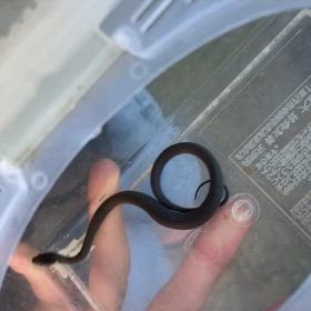 息子くんと捕まえた生き物2選の画像