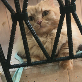 猫カフェの画像