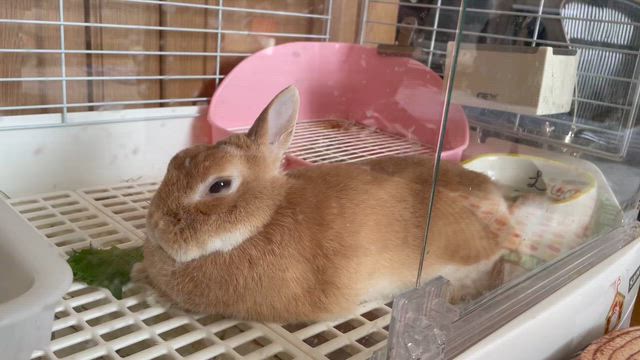 飼い主の違和感は当たってるの記事動画