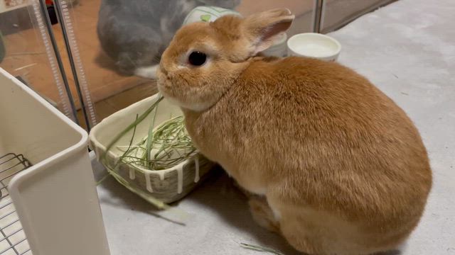 おいしい物が届いたよの記事動画
