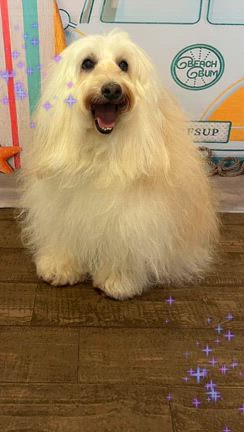 看板犬、10歳になりましたの記事動画