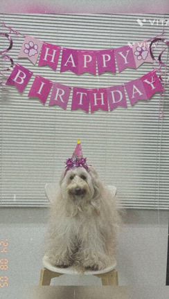看板犬、9歳になりましたの記事動画