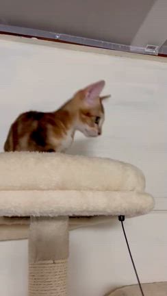 元気いっぱい子猫ちゃんの記事動画