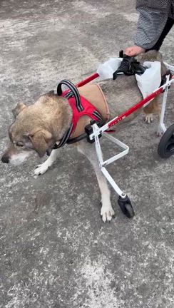 ふくちゃんの車椅子チャレンジ日記の記事動画