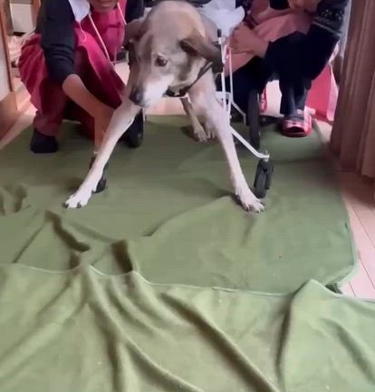 ふくちゃん、車椅子の試乗しましたの記事動画