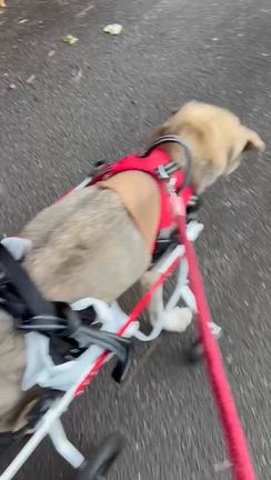 ふくちゃんの車椅子チャレンジ日記　その⑤の記事動画