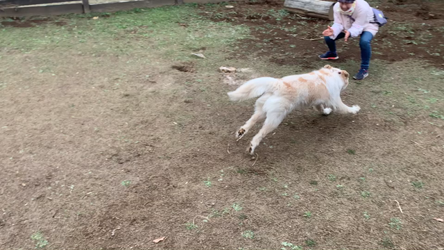 保護犬ジッポじぃちゃんの記事動画