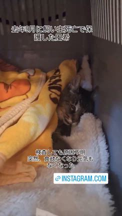風希、天国への記事動画