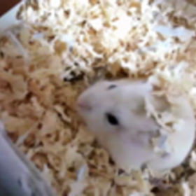 ハム助。動画。の画像