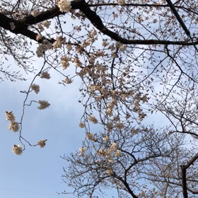 春の画像