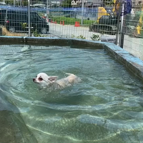 おばバカ の画像