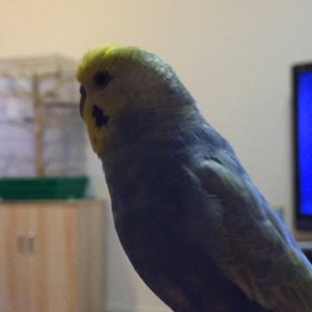 今日もしゃべるよロクちん。の画像