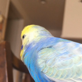 おしゃべりロクちゃま。の画像
