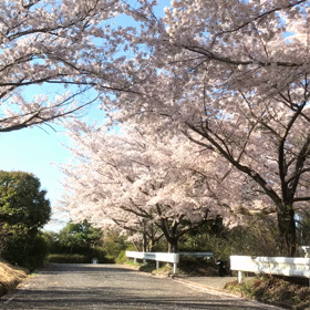 気付けば5月の画像