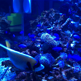 海水魚を飼い始めましたの画像