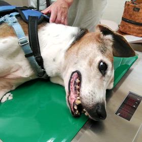 地獄へ落とされたシリウス君のサムネイル画像