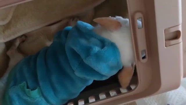 【くまモンの辛い咳】命の叫び、緊急搬送した小さなチワワの記事動画