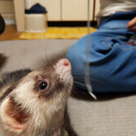うまうまの画像